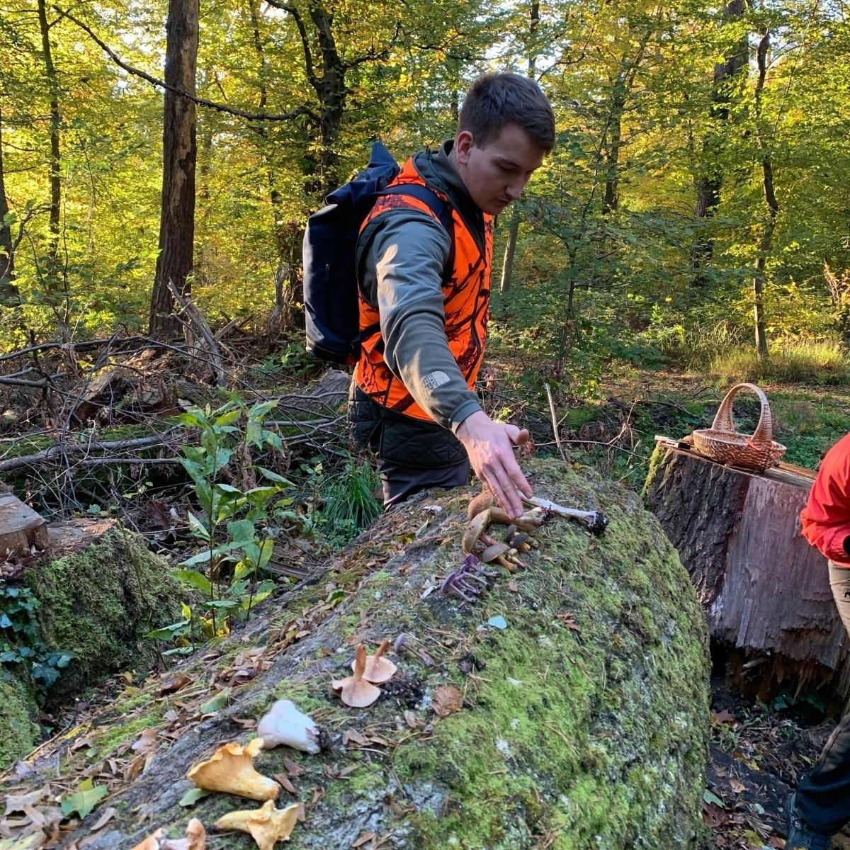 Ein Wildschytz-Guide bestimmt Pilze, die auf einem Baumstamm liegen